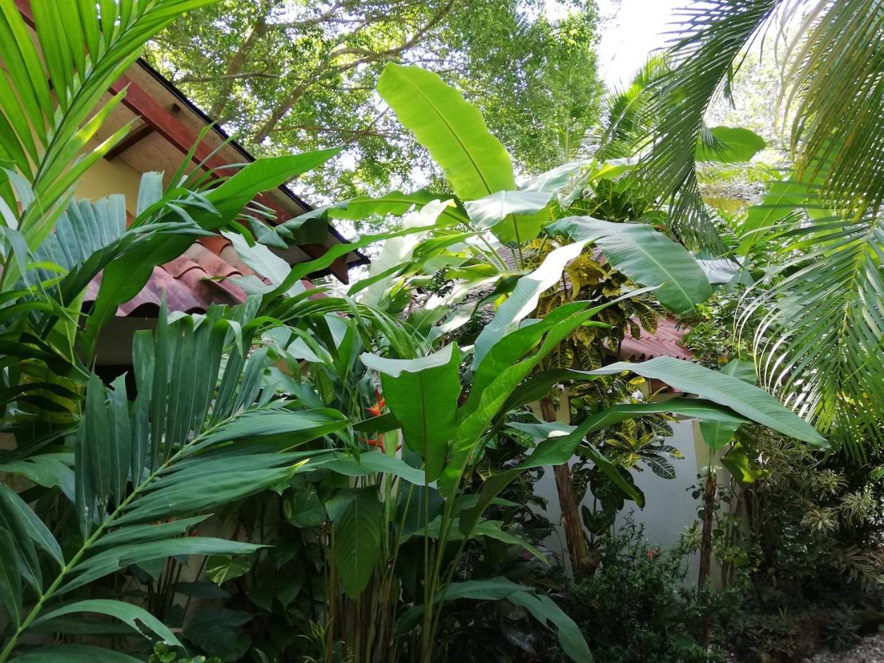 Funky Monkey Lodge Playa Santa Teresa  Eksteriør billede